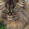 Frimousse participe au concours pour gagner de l'argent avec cette photo : cat, fluffy, long_hair, green_eyes, animal, pet, outdoor, grass, flower, nature, close_up, feline, whiskers, cute, portrait, mammal, soft_fur, curious, calm, domestic_animal