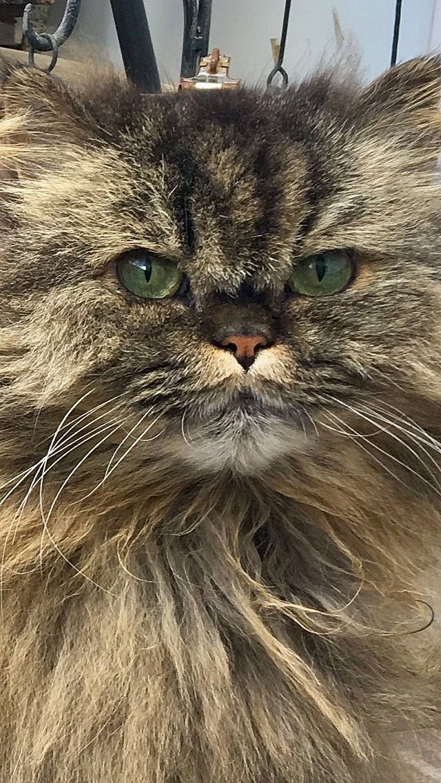 Frimousse