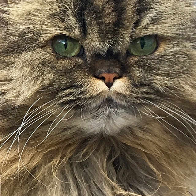 Frimousse