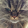 cat, close_up, fluffy, whiskers, green_eyes, fur, animal, pet, face, portrait, cute, mammal, feline, domestic_animal, indoor, soft_lighting, expression, long_hair, closeup, macro