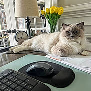 Phoebe is registered to the contest to win money with this photo: animal, cat, computer, computerhardware, computerkeyboard, desk, electronics, flower, flowerarrangement, furniture, hardware, lamp, laptop, mouse, pc, pet, plant, pottedplant, table, tablelamp