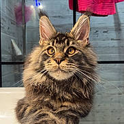Tayko participe au concours pour gagner de l'argent avec cette photo : cat, tabby, fluffy, pet, animal, fur, ears, whiskers, bathroom, sink, towel, feline, domestic, cute, portrait, closeup, indoor, relaxed, curious, mammal