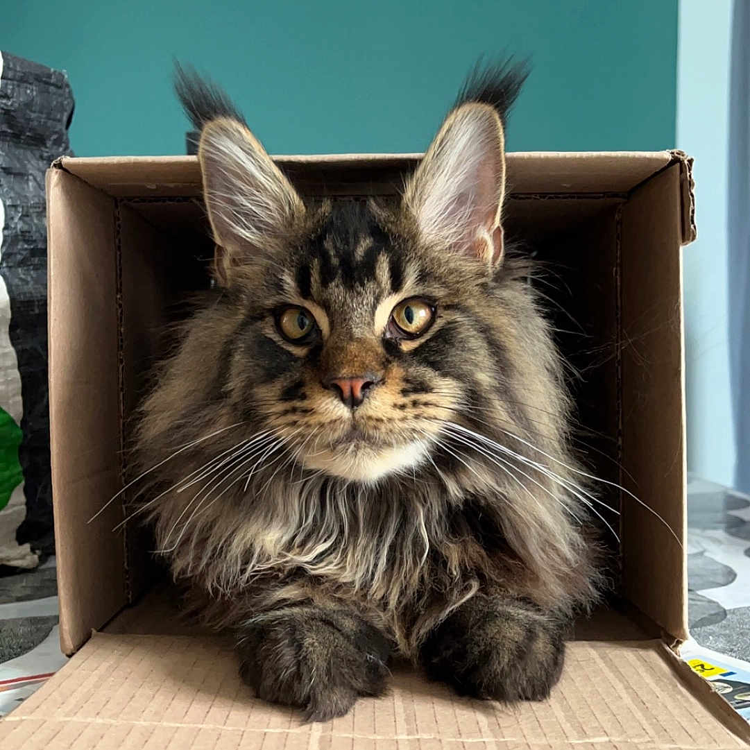 Tayko a rejoint le concours — aidez-le/la à gagner de superbes lots ! animal, cardboard_box, cat, close_up, curious, domestic_cat, ears, eyes, feline, fluffy_cat, fur, household, indoor, light_fixture, pet, sitting, tabby, table, teal_wall, whiskers