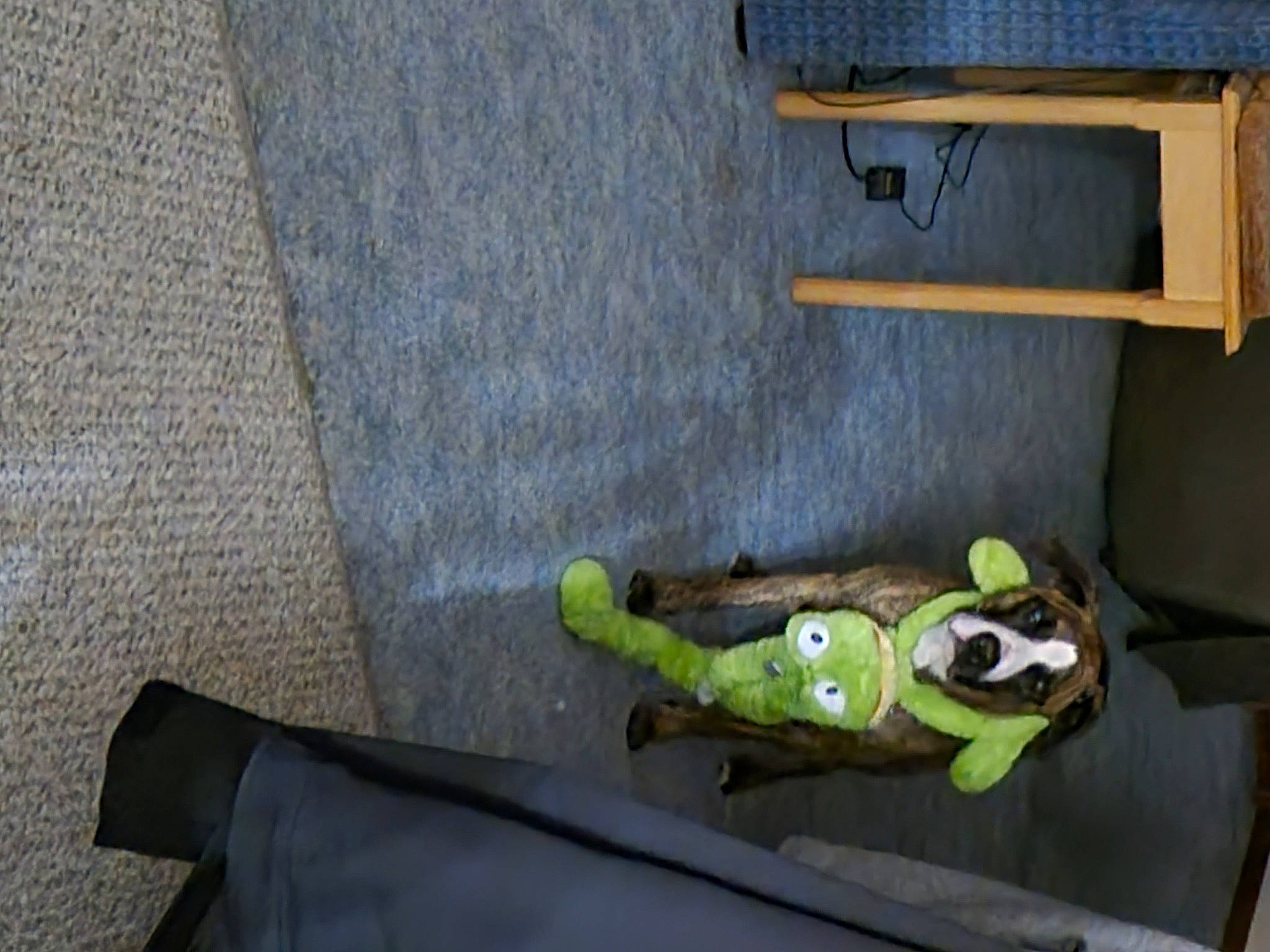 Benjamin joined the competition — help win amazing prizes! amphibian, black, chair, desk, door, floor, flooring, frog, machine, personal_protective_equipment, plywood, room, shelf, shelving, stuffed_toy, table, textile, toy, vehicle_door, wood