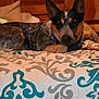 Emma is registered to the contest to win money with this photo: dog, bed, blanket, pattern, indoor, resting, canine, fur, ears, wood, comfort, domestic, animal, laying, sleepy, brown, black, white, relaxed, quiet