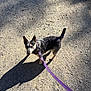 dog, leash, outdoor, path, gravel, shadow, sunlight, pet, animal, walking, curious, small_dog, purple, nature, daylight, ears_up, standing, canine, fur, looking_up