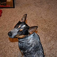 Emma is registered to the contest to win money with this photo: dog, carpet, indoor, pet, animal, brown, black, white, ears, looking_back, mirror, dumbbell, exercise_equipment, home, floor, fur, canine, companion, domestic, curious