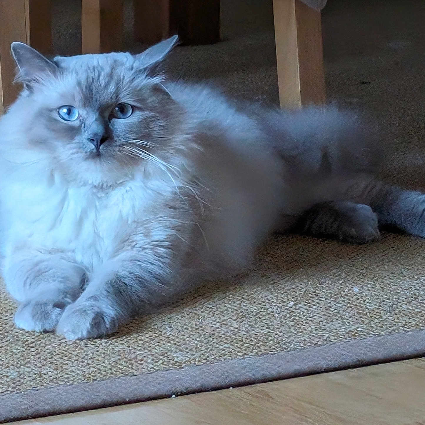 Pootchoo participe au concours pour gagner de l'argent avec cette photo : animal, blue_eyes, calm, carpet, cat, cute, domestic_cat, ears, fluffy, fur, furniture, house, indoor, lying_down, mammal, paws, pet, portrait, relaxed, whiskers