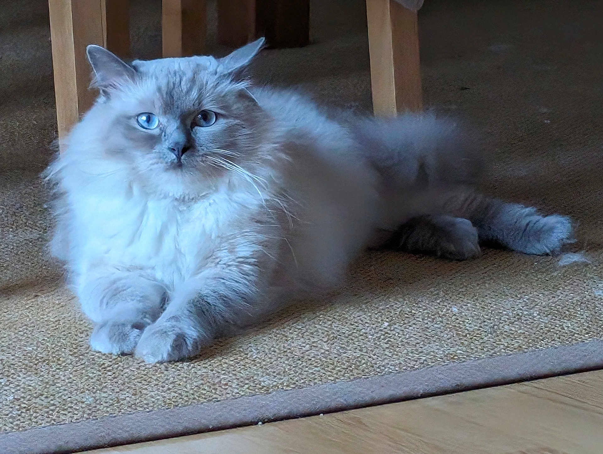 Pootchoo participe au concours pour gagner de l'argent avec cette photo : cat, fluffy, blue_eyes, indoor, carpet, furniture, pet, animal, relaxed, lying_down, whiskers, ears, paws, domestic_cat, mammal, fur, cute, calm, portrait, house