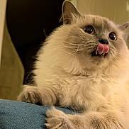 Pootchoo participe au concours pour gagner de l'argent avec cette photo : cat, fluffy, tongue_out, close_up, indoor, pet, cute, playful, whiskers, paws, feline, animal, soft_light, blue_fabric, resting, expression, fur, domestic, cozy, eyes