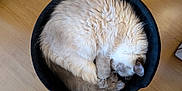 Pootchoo a rejoint le concours — aidez-le/la à gagner de superbes lots ! cat, fluffy, sleeping, curled_up, bed, black_bed, wooden_floor, pet, animal, feline, fur, cozy, resting, indoor, cute, domestic_animal, whiskers, tail, soft, relaxed