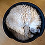 cat, fluffy, sleeping, curled_up, bed, black_bed, wooden_floor, pet, animal, feline, fur, cozy, resting, indoor, cute, domestic_animal, whiskers, tail, soft, relaxed