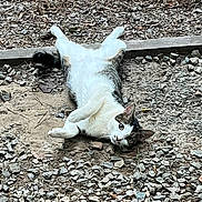 Jasper joined the competition — help win amazing prizes! cat, animal, pet, lying_down, gravel, outdoor, curious, white, gray, fur, ears, tail, nature, ground, rocks, leaves, relaxed, playful, wide_eyes, daylight