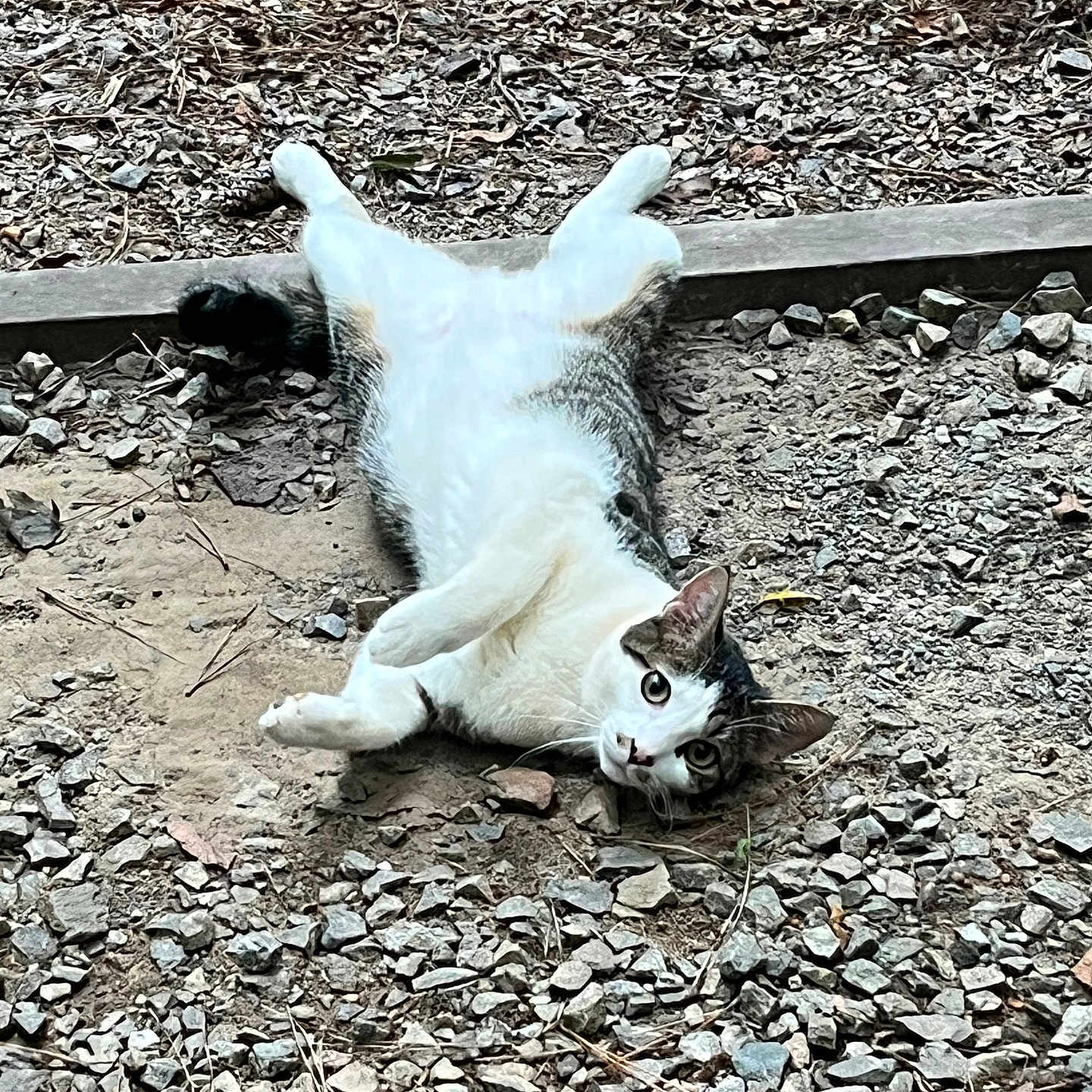 Jasper joined the competition — help win amazing prizes! animal, cat, curious, daylight, ears, fur, gravel, gray, ground, leaves, lying_down, nature, outdoor, pet, playful, relaxed, rocks, tail, white, wide_eyes