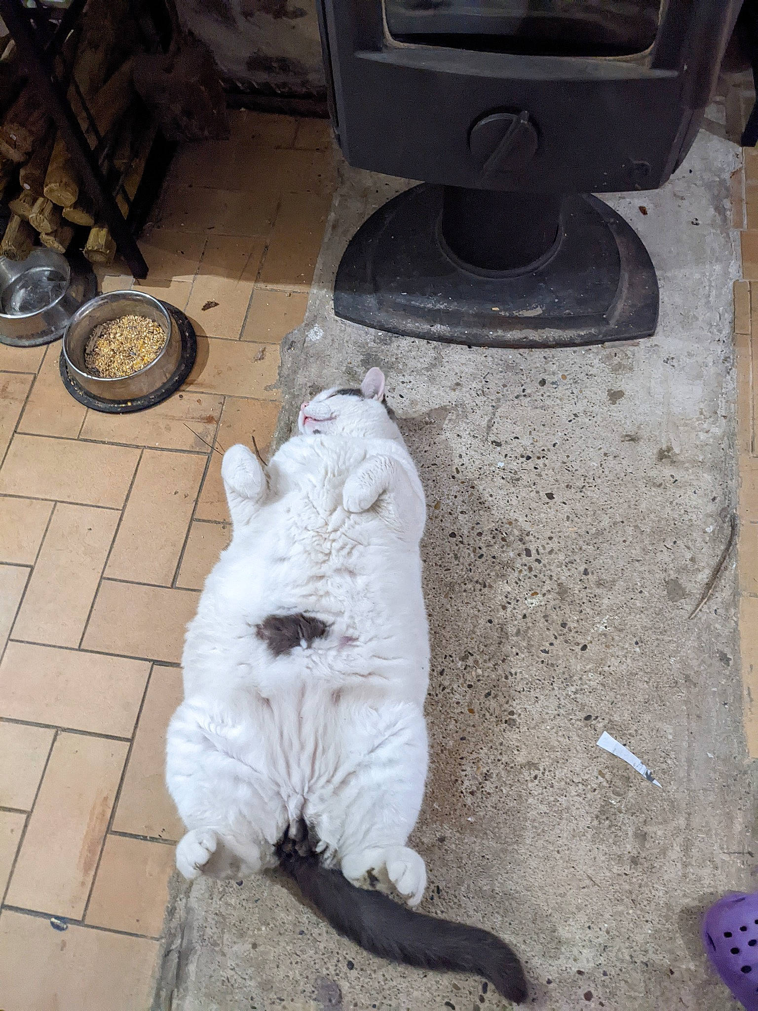 Yeti participe au concours pour gagner de l'argent avec cette photo : art, asphalt, automotive_tire, carnivore, companion_dog, concrete, dog_breed, felidae, floor, flooring, fur, gas, grey, road_surface, sidewalk, small_to_medium_sized_cats, soil, tail, television, wood