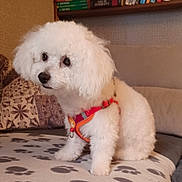 Athena a rejoint le concours — aidez-le/la à gagner de superbes lots ! dog, white_dog, curly_fur, fluffy, pet, indoor, blanket, paw_prints, red_harness, couch, pillow, bookshelf, furniture, cozy, small_dog, cute, animal, companion, fur, sitting