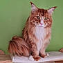 Ulysse participe au concours pour gagner de l'argent avec cette photo : cat, fluffy, orange, white, pet, animal, indoor, feline, perch, wooden, tail, fur, whiskers, ears, nose, claws, eyes, background, green_wall, resting