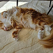 Ulysse a rejoint le concours — aidez-le/la à gagner de superbes lots ! cat, fluffy, orange, white, sleeping, carpet, indoor, sunlight, relaxing, paws, tail, feline, pet, cozy, resting, fur, household, quiet, comfort, animal