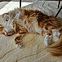cat, fluffy, orange, white, sleeping, carpet, indoor, sunlight, relaxing, paws, tail, feline, pet, cozy, resting, fur, household, quiet, comfort, animal