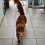 Ulysse participe au concours pour gagner de l'argent avec cette photo : cat, ginger_cat, indoor, tile_floor, tail_up, walking, pet, domestic_animal, feline, fur, whiskers, claws, eyes, ears, floor_tiles, door, chair, window, sunlight, home