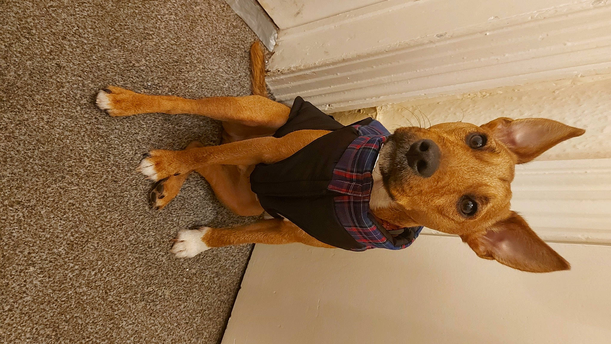 Benji joined the competition — help win amazing prizes! art, canidae, carnivore, collar, companion_dog, dog, dog_breed, dog_clothes, dog_collar, dog_supply, fawn, human_leg, knee, pet_supply, snout, sporting_group, thigh, vertebrate, wood, working_animal