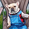 animal, canine, chair, cute, denim_overalls, dog, ears, expression, face, french_bulldog, fur, grass, muzzle, outdoor, paws, pet, red_plaid_shirt, relaxing, resting, sitting