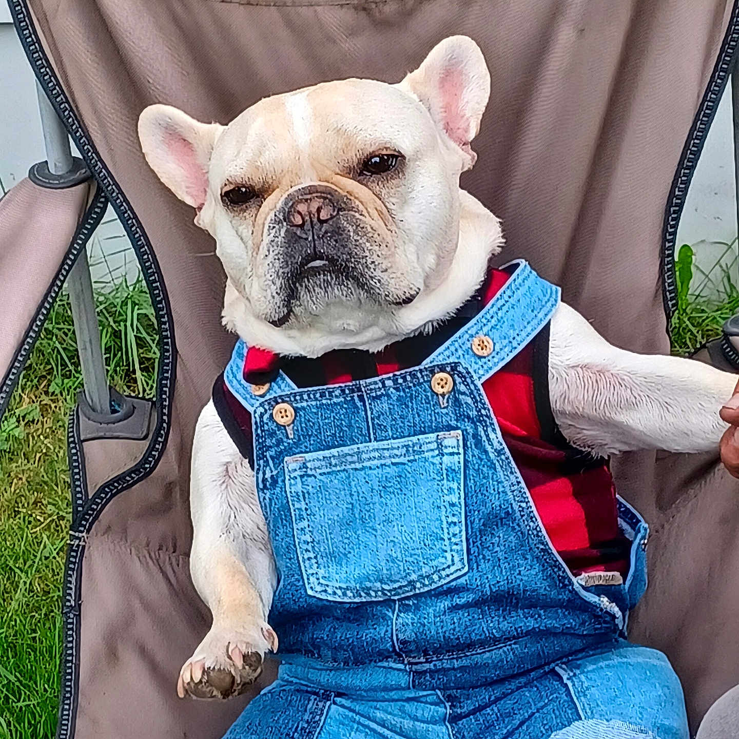 Cane