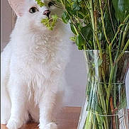 Eevee joined the competition — help win amazing prizes! animal, bouquet, cat, closeup, curious, domestic_cat, feline, flower, glass_vase, greenery, houseplant, indoor, leaf, pet, plant, sniffing, still_life, table, white_cat, wooden_surface