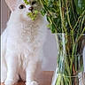animal, bouquet, cat, closeup, curious, domestic_cat, feline, flower, glass_vase, greenery, houseplant, indoor, leaf, pet, plant, sniffing, still_life, table, white_cat, wooden_surface