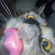 Gabby is registered to the contest to win money with this photo: animal, blurry, cat, close_up, cute, dark_background, domestic_cat, expression, face, feline, funny, fur, indoor, muzzle, nose, pet, playful, tongue_out, whiskers, yellow_eyes