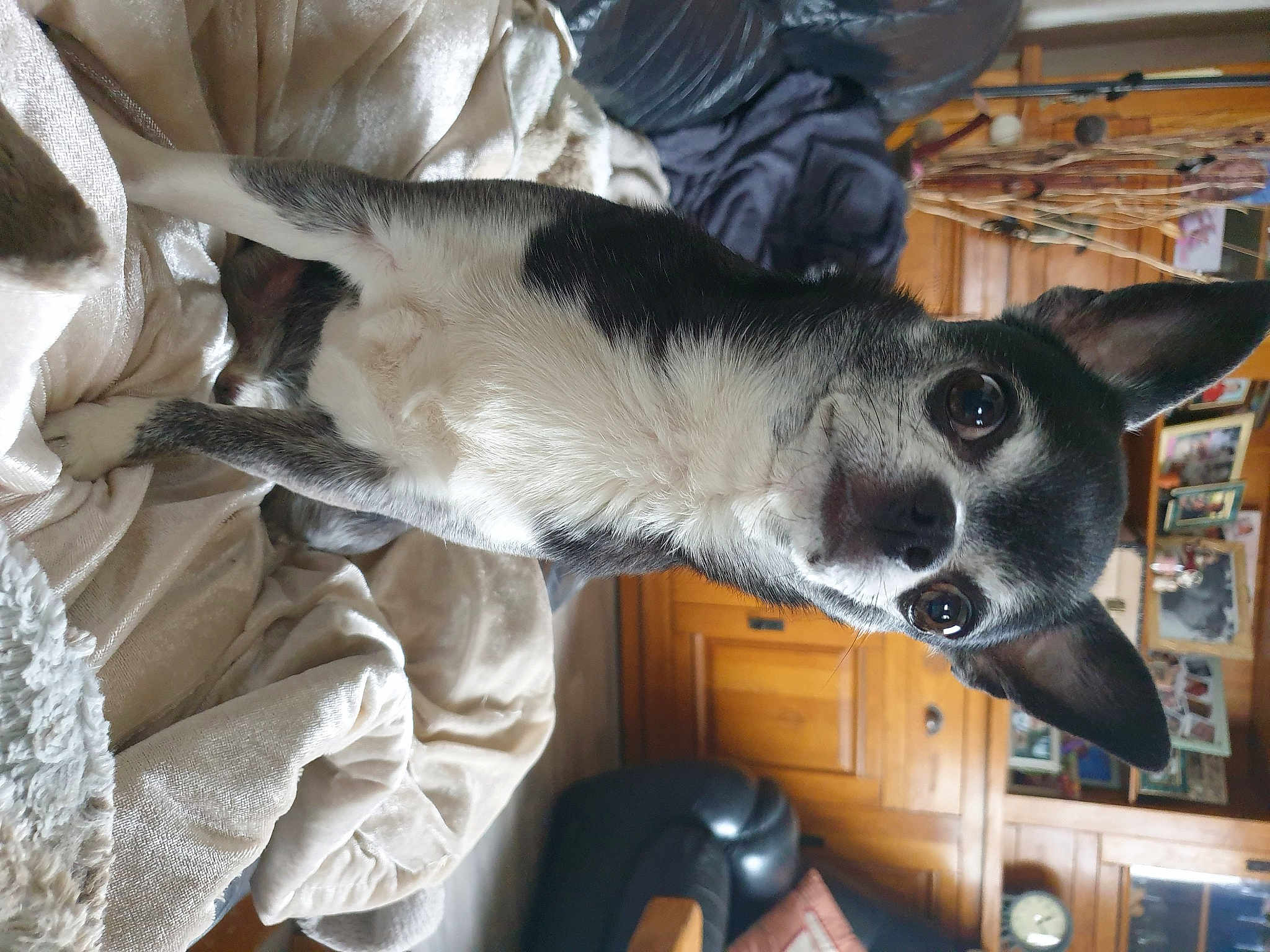 Milo
