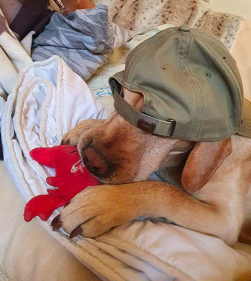 Eliot participe au concours pour gagner de l'argent avec cette photo : cap, carnivore, child, comfort, companion_dog, eyewear, glasses, goggles, hat, human_leg, knee, linens, mammal, personal_protective_equipment, sun_hat, sunglasses, textile, thigh, vision_care, wrinkle