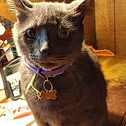 Smokey joined the competition — help win amazing prizes! cat, gray_cat, collar, pet, indoor, close_up, animal, fur, whiskers, ears, eyes, tag, curious, alert, furniture, wood, table, clutter, warm_lighting, portrait