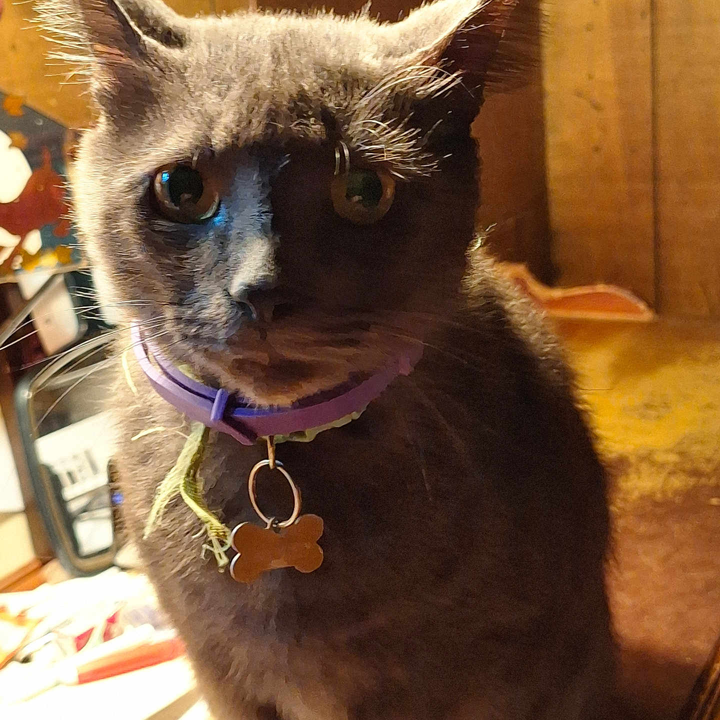 Smokey joined the competition — help win amazing prizes! alert, animal, cat, close_up, clutter, collar, curious, ears, eyes, fur, furniture, gray_cat, indoor, pet, portrait, table, tag, warm_lighting, whiskers, wood