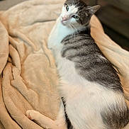 Bivens joined the competition — help win amazing prizes! animal, blanket, cat, comfortable, cozy, curious, cute, domestic_cat, ears, feline, fur, indoor, laying_down, pet, relaxed, resting, soft_texture, tabby, whiskers, white_fur