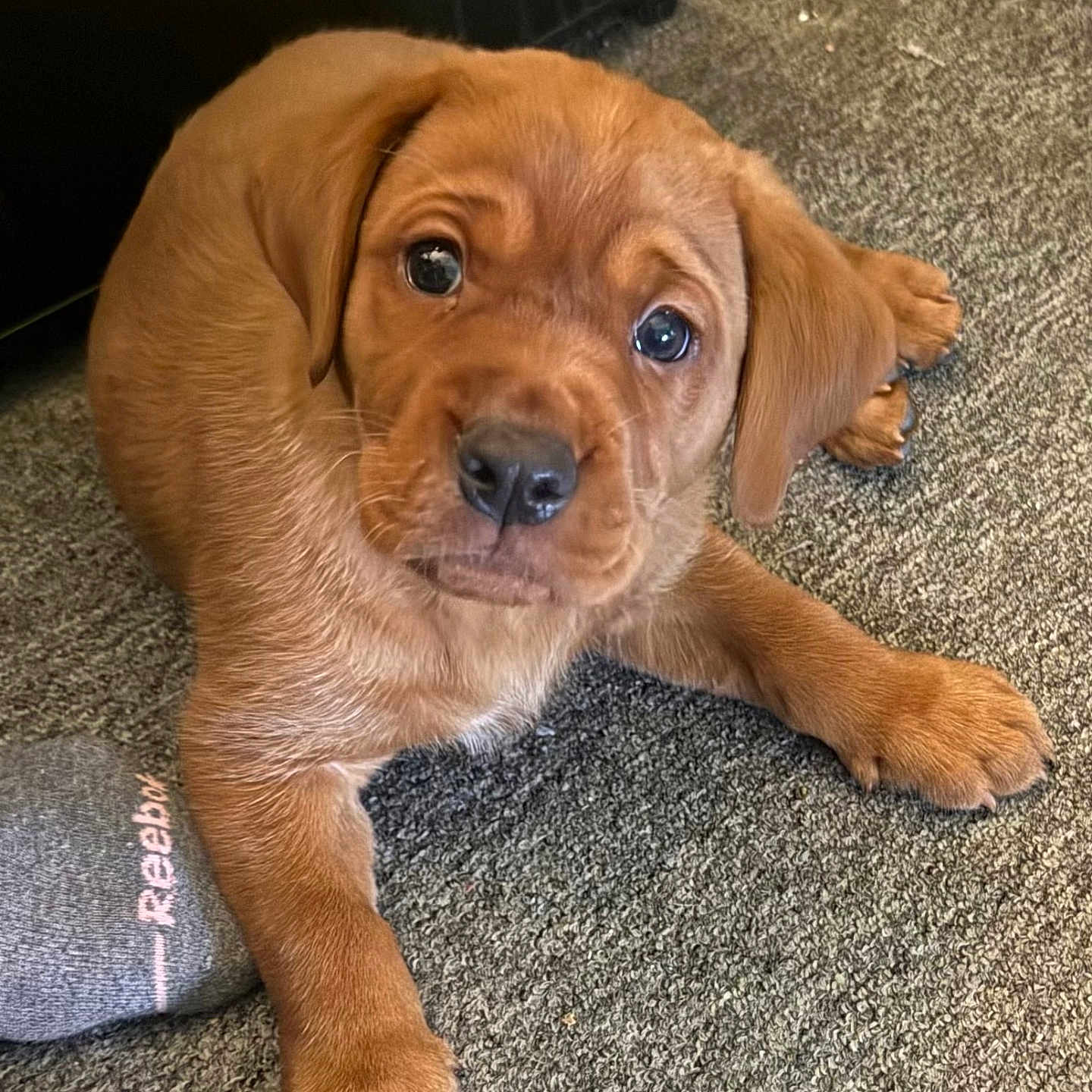 Rex is registered to the contest to win money with this photo: animal, brown, carpet, clothing, cute, dog, domestic_animal, ear, eyes, floor, foot, indoor, mammal, nose, paw, pet, puppy, relaxing, sock, young