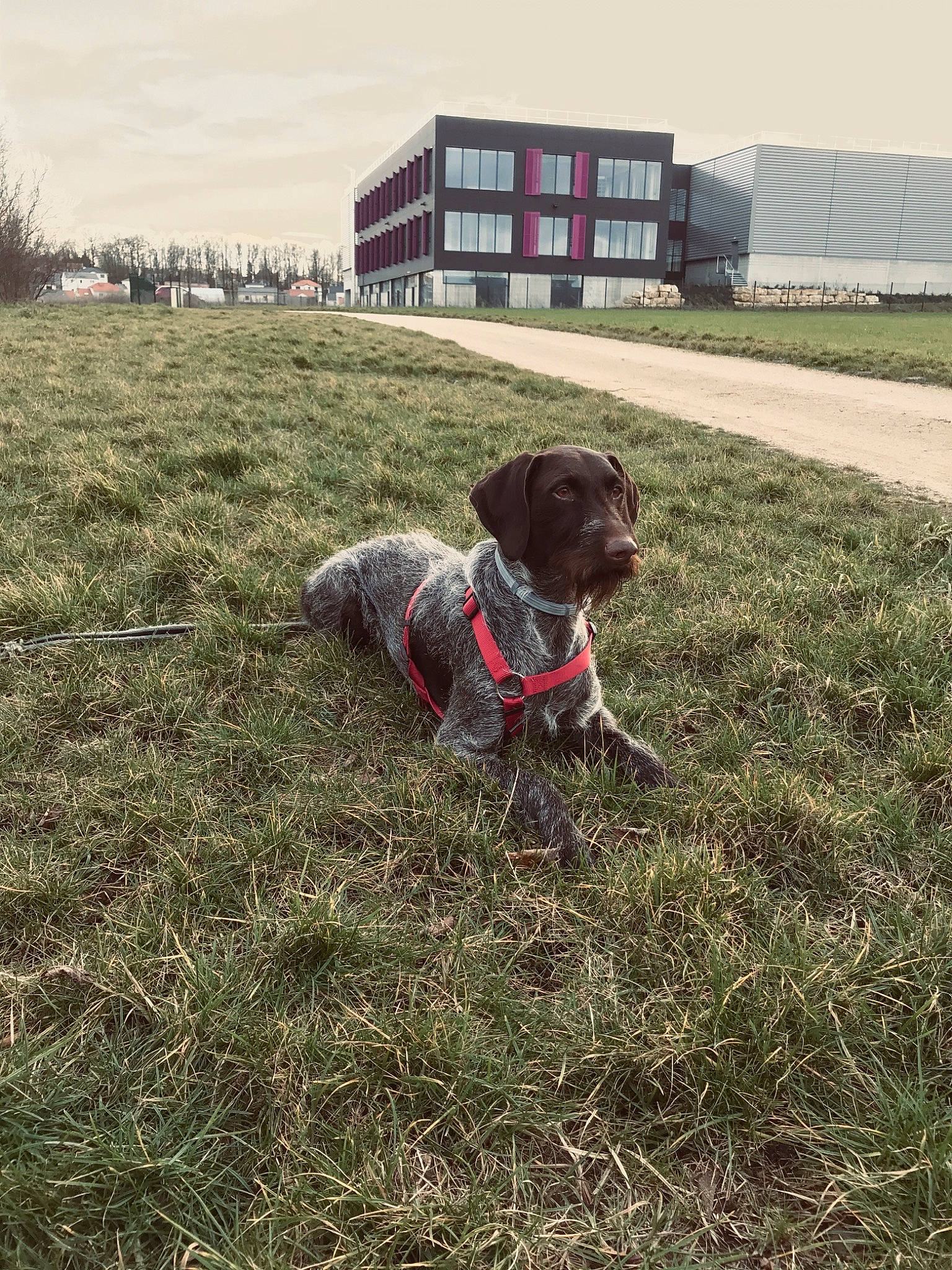 Loulou a rejoint le concours — aidez-le/la à gagner de superbes lots ! canidae, carnivore, cesky_fousek, companion_dog, dog, dog_breed, german_longhaired_pointer, german_shorthaired_pointer, german_wirehaired_pointer, grass, hunting_dog, mammal, pointer, pointing_breed, rare_breed_dog, retriever, small_munsterlander, sporting_group, tail, wirehaired_pointing_griffon