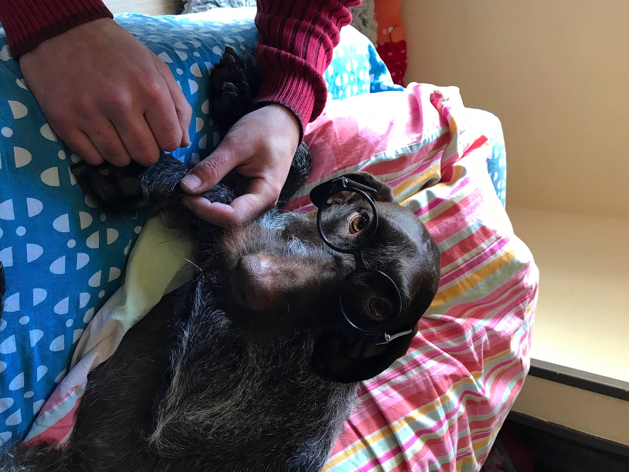 Loulou participe au concours pour gagner de l'argent avec cette photo : canidae, carnivore, companion_dog, dog_breed, ear, sporting_group