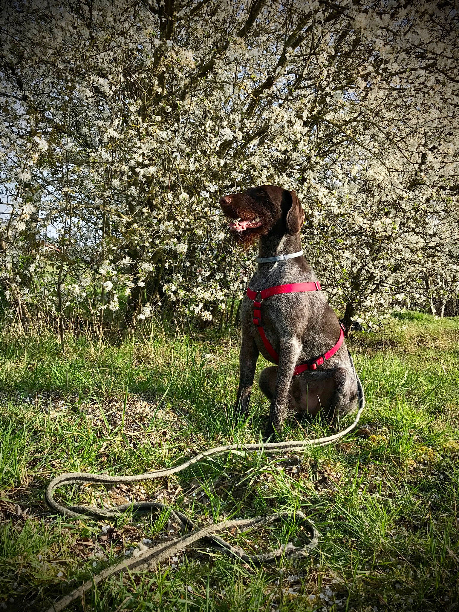 Loulou a rejoint le concours — aidez-le/la à gagner de superbes lots ! braque_francais, canidae, carnivore, dog, dog_breed, field_trial, german_shorthaired_pointer, gun_dog, hunting_dog, louisiana_catahoula_leopard_dog, mammal, old_danish_pointer, plant, pointer, pointing_breed, retriever, small_munsterlander, sporting_group, tree