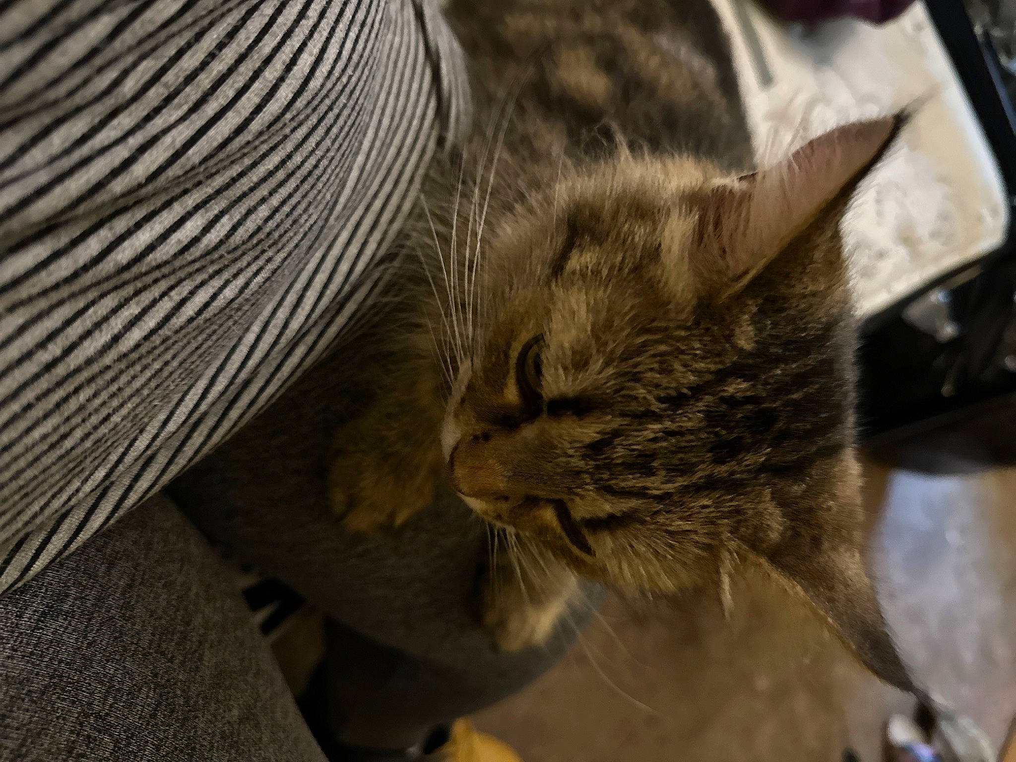 Mary Jane is registered to the contest to win money with this photo: carnivore, cat, claw, comfort, domestic_short_haired_cat, ear, felidae, fur, grey, nap, paw, sleep, small_to_medium_sized_cats, snout, terrestrial_animal, whiskers, wildlife, wood, wrinkle