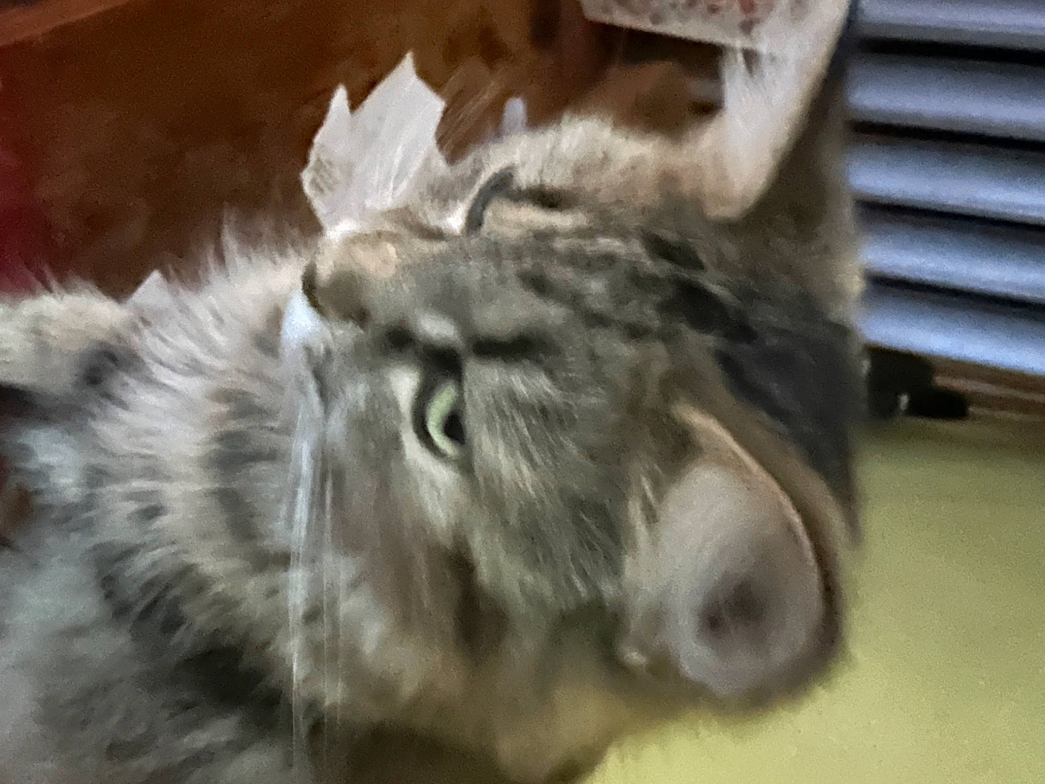 Mary Jane is registered to the contest to win money with this photo: carnivore, cat, claw, dog_breed, domestic_short_haired_cat, felidae, fur, grey, paw, small_to_medium_sized_cats, snout, tail, terrestrial_animal, whiskers, wood