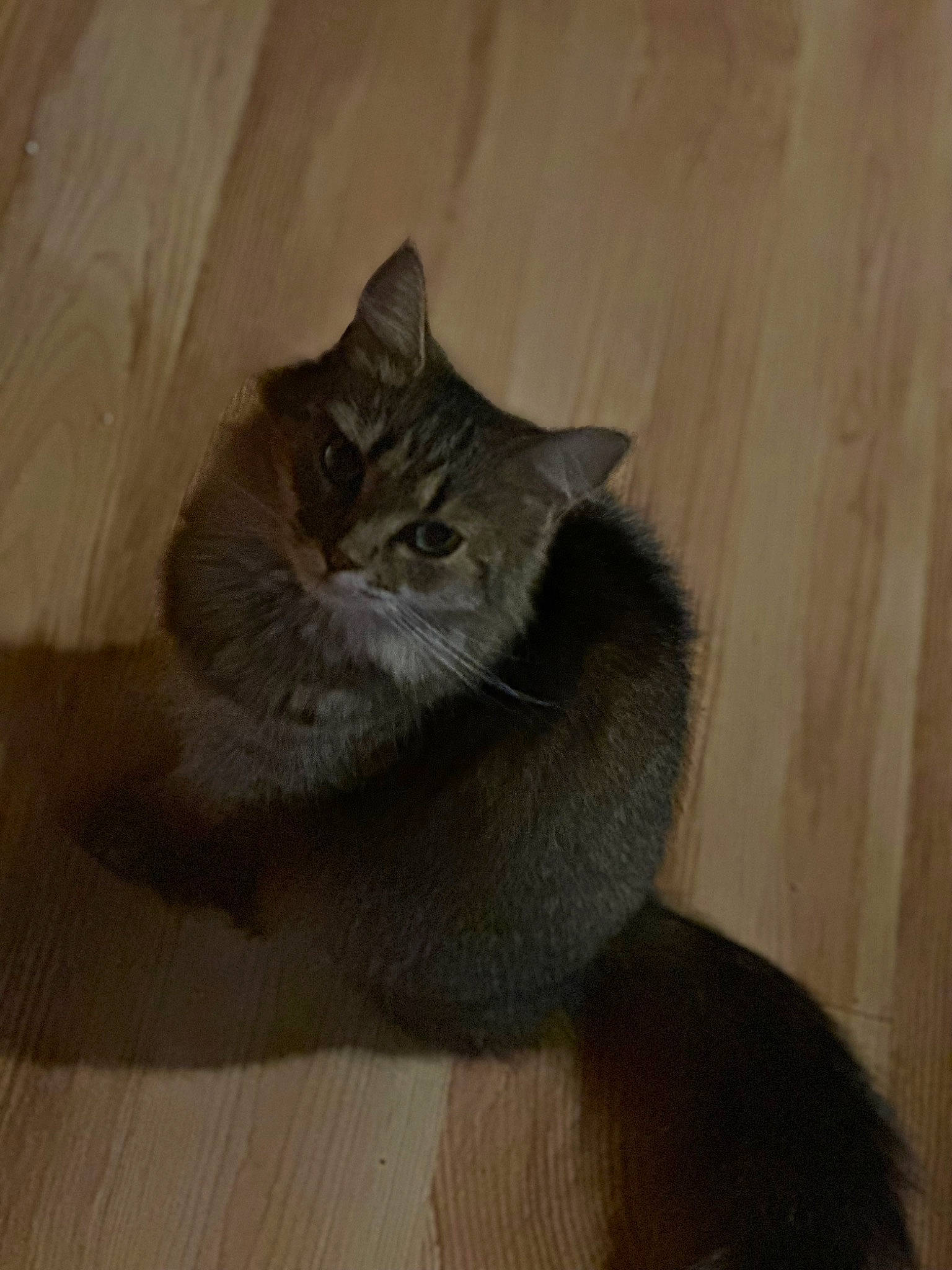 Mary Jane joined the competition — help win amazing prizes! brown, carnivore, cat, comfort, domestic_short_haired_cat, fawn, felidae, flooring, fur, grey, hardwood, paw, small_to_medium_sized_cats, snout, tail, terrestrial_animal, whiskers, wood, wood_flooring, wood_stain