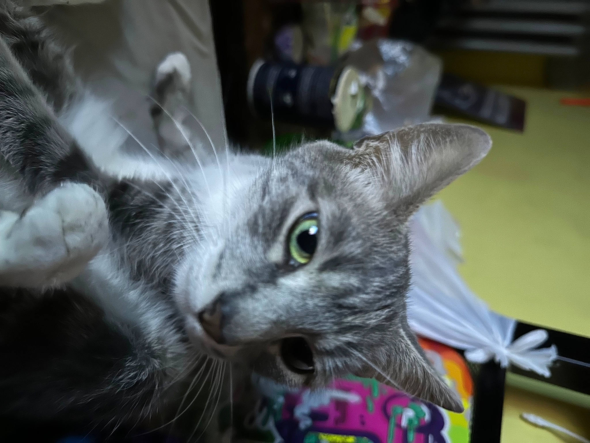 Harley Quinn joined the competition — help win amazing prizes! carnivore, cat, cat_toy, claw, domestic_short_haired_cat, ear, felidae, fur, grey, paw, small_to_medium_sized_cats, snout, whiskers