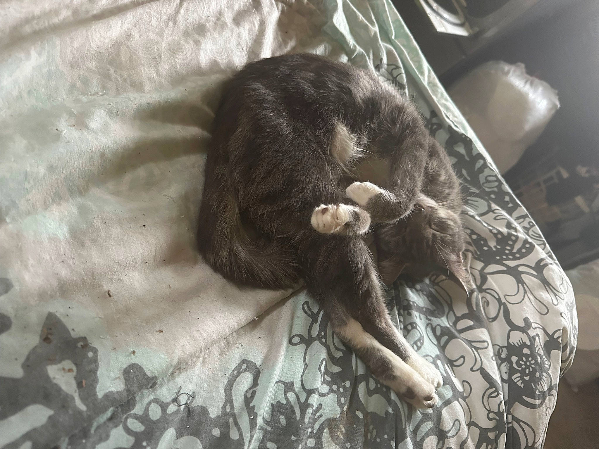 Harley Quinn joined the competition — help win amazing prizes! bedding, carnivore, cat, claw, comfort, companion_dog, domestic_short_haired_cat, felidae, fur, grey, human_leg, linens, monochrome, monochrome_photography, pattern, room, sleeve, small_to_medium_sized_cats, tail, whiskers