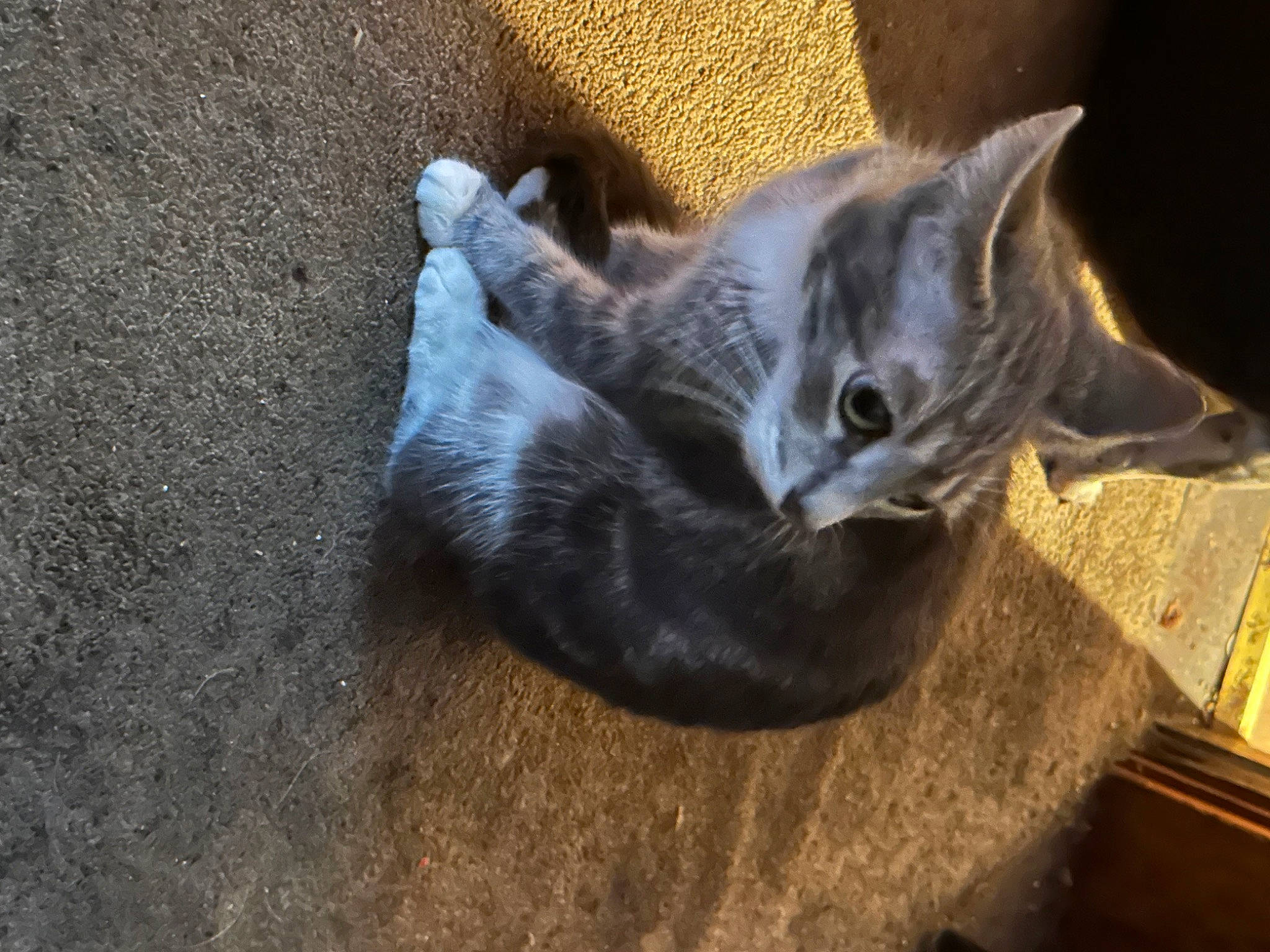 Harley Quinn joined the competition — help win amazing prizes! carnivore, cat, cat_supply, comfort, concrete, domestic_short_haired_cat, eye, fawn, felidae, fur, grey, paw, road_surface, russian_blue, small_to_medium_sized_cats, snout, tail, terrestrial_animal, whiskers