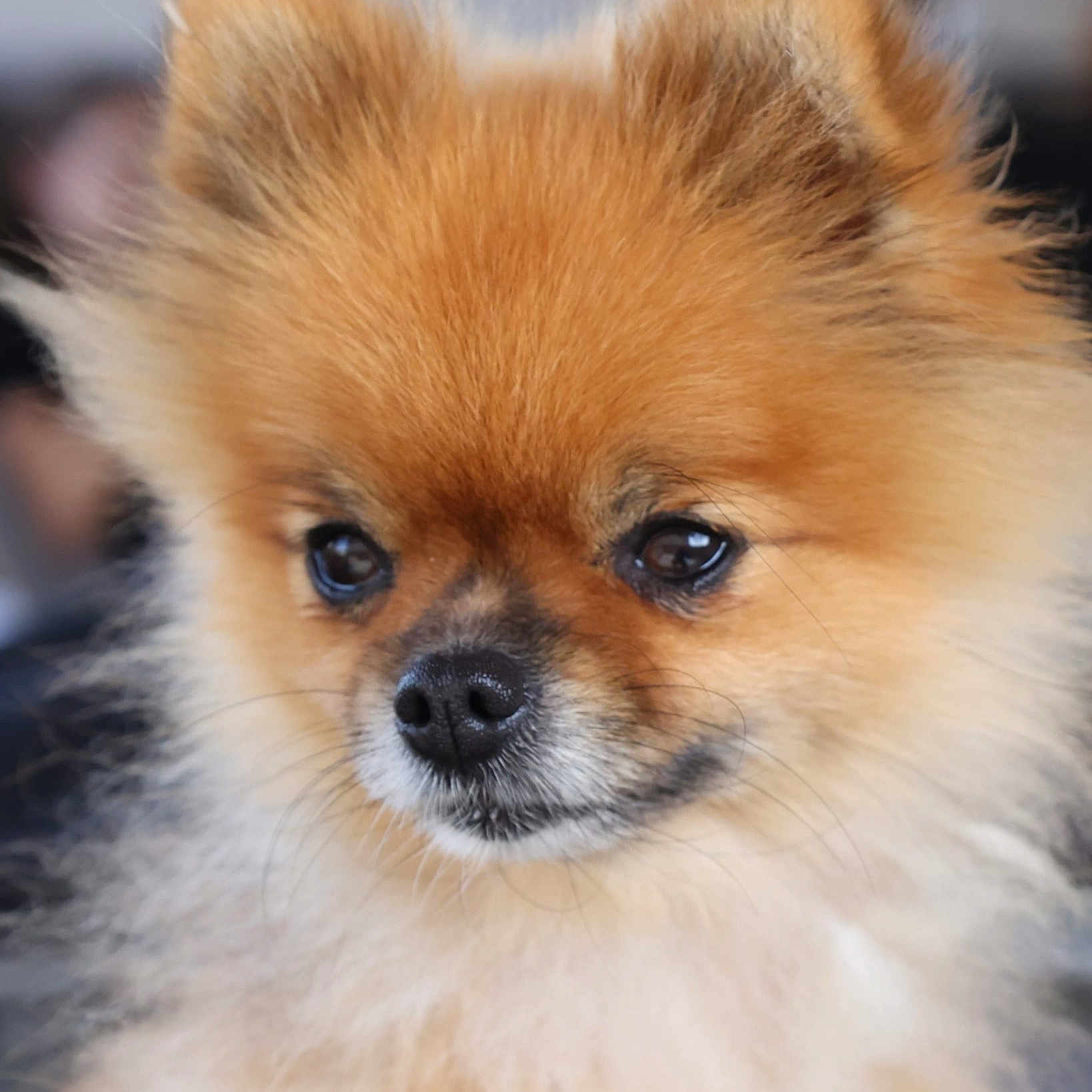 Sushi participe au concours pour gagner de l'argent avec cette photo : adorable, animal, brown, canine, close_up, companion, cute, dog, ears, eyes, fluffy, fur, indoor, muzzle, nose, pet, pomeranian, portrait, soft, whiskers