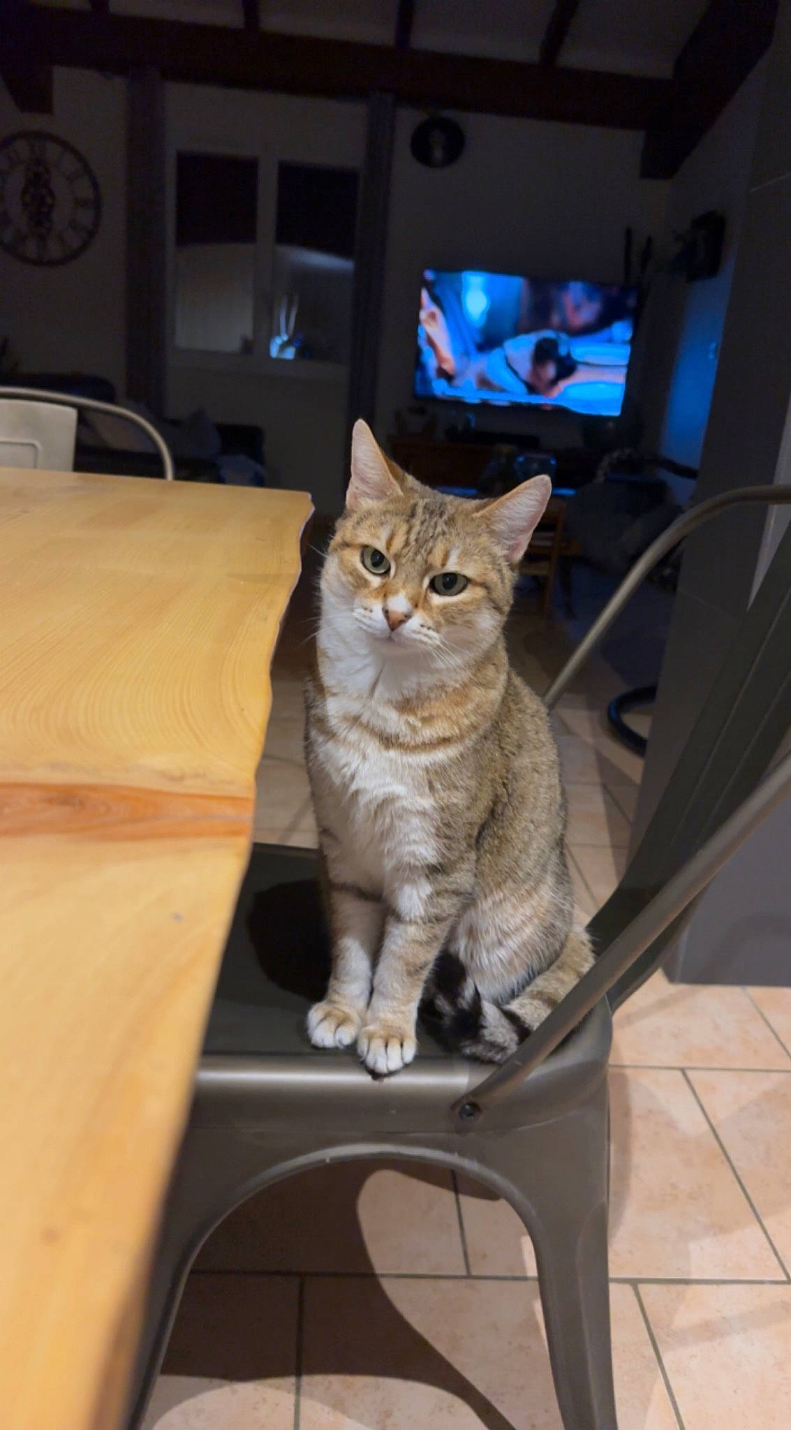 Lucky a rejoint le concours — aidez-le/la à gagner de superbes lots ! automotive_lighting, carnivore, cat, display_device, domestic_short_haired_cat, fawn, felidae, fur, hardwood, home_appliance, motor_vehicle, small_to_medium_sized_cats, table, tail, television, television_set, tree, whiskers, window, wood