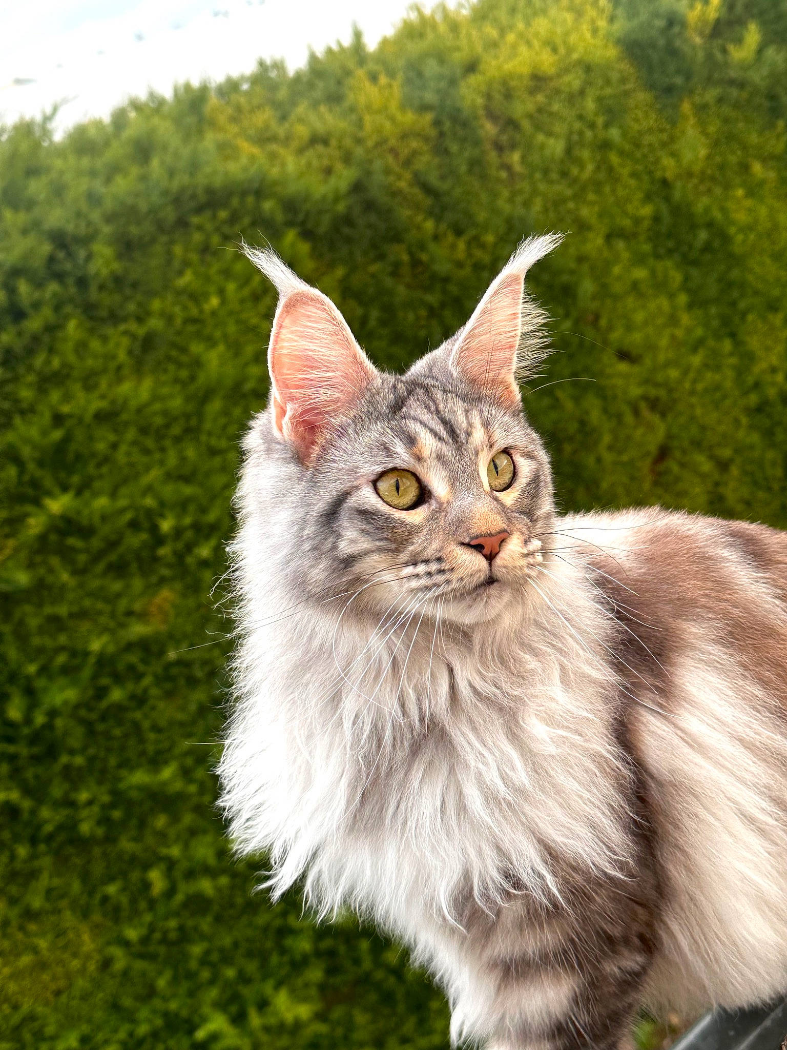Uzy participe au concours pour gagner de l'argent avec cette photo : carnivore, cat, domestic_short_haired_cat, event, fawn, felidae, fur, gesture, grass, grassland, hair, maine_coon, plant, small_to_medium_sized_cats, snout, tail, terrestrial_animal, tree, whiskers, wildlife