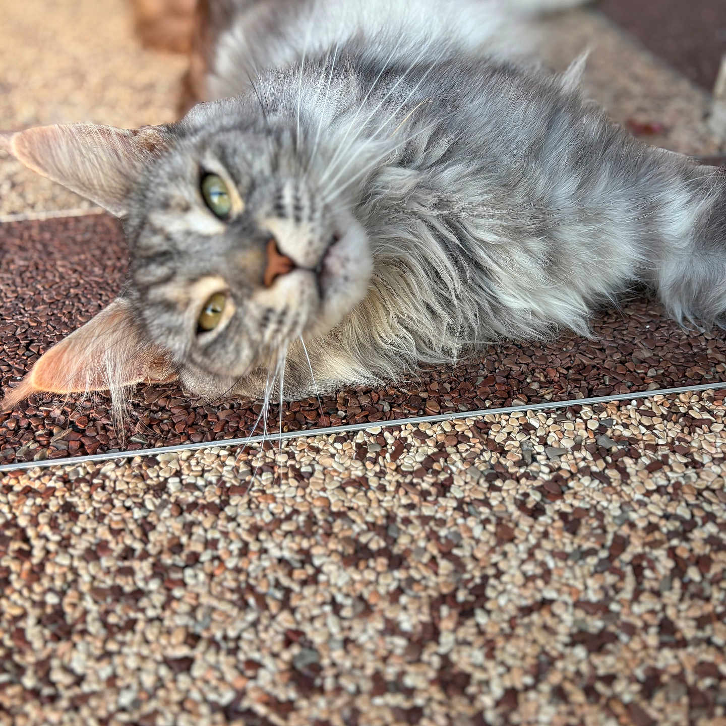 Uzy participe au concours pour gagner de l'argent avec cette photo : animal, cat, close_up, curious, daylight, ears, feline, fluffy, gray_tabby, green_eyes, lounging, nose, outdoor, pebble_floor, pet, relaxed, soft_fur, texture, tilted_head, whiskers