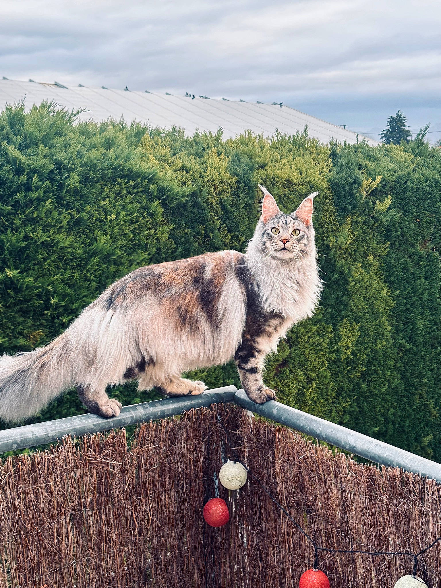 Uzy a rejoint le concours — aidez-le/la à gagner de superbes lots ! carnivore, cat, cloud, domestic_short_haired_cat, fawn, felidae, fur, grass, maine_coon, plant, roof, sitting, sky, small_to_medium_sized_cats, snout, tail, tree, whiskers, window, wood